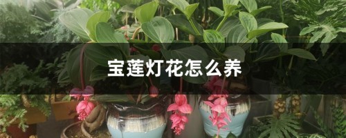 宝莲灯花怎么养