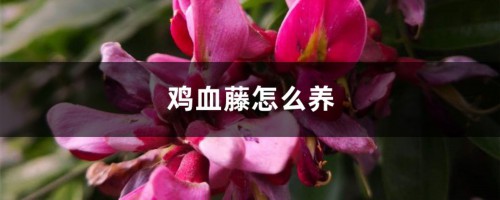 鸡血藤怎么养