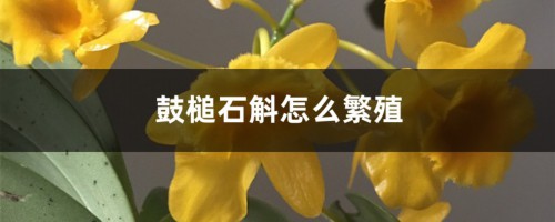 鼓槌石斛怎么繁殖