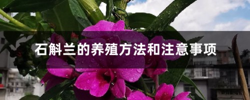 石斛兰的养殖方法和注意事项