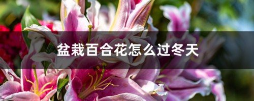 盆栽百合花怎么过冬天