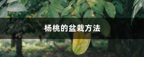 杨桃的盆栽方法