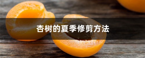 杏树的夏季修剪方法