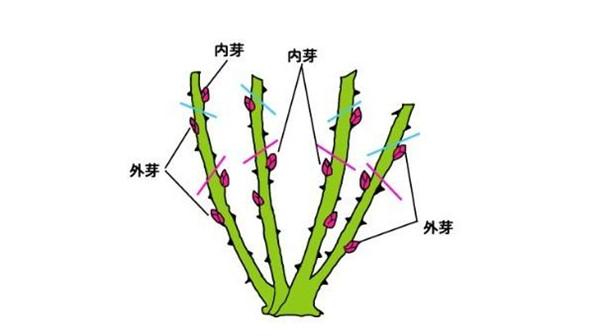 怎么修剪